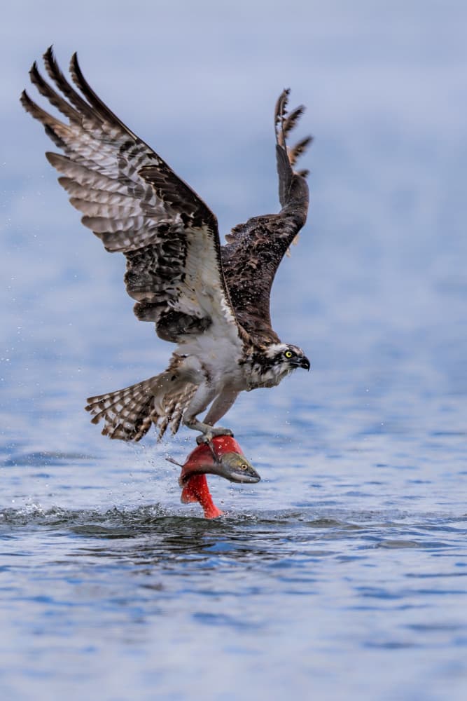 Osprey Catches Salmon by Jun Zuo — canvas wall art