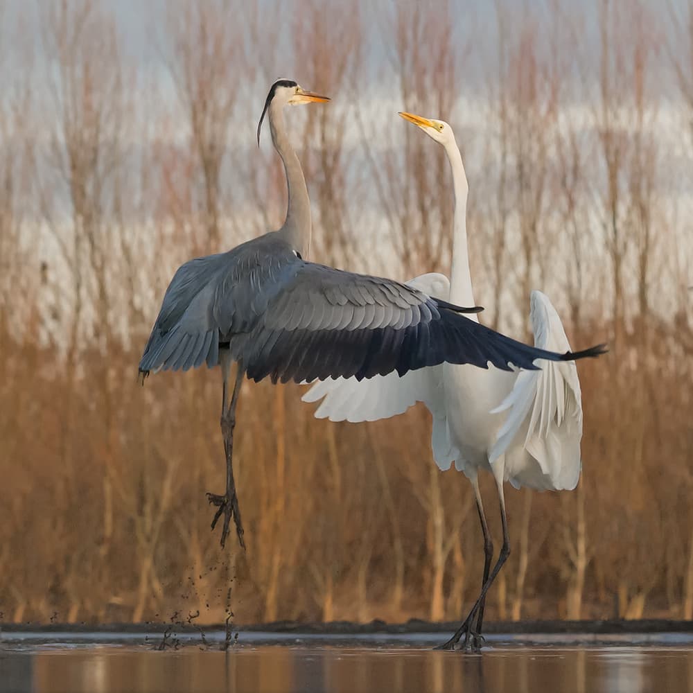 Heron Egret Water Dance by Cheng Chang — canvas wall art