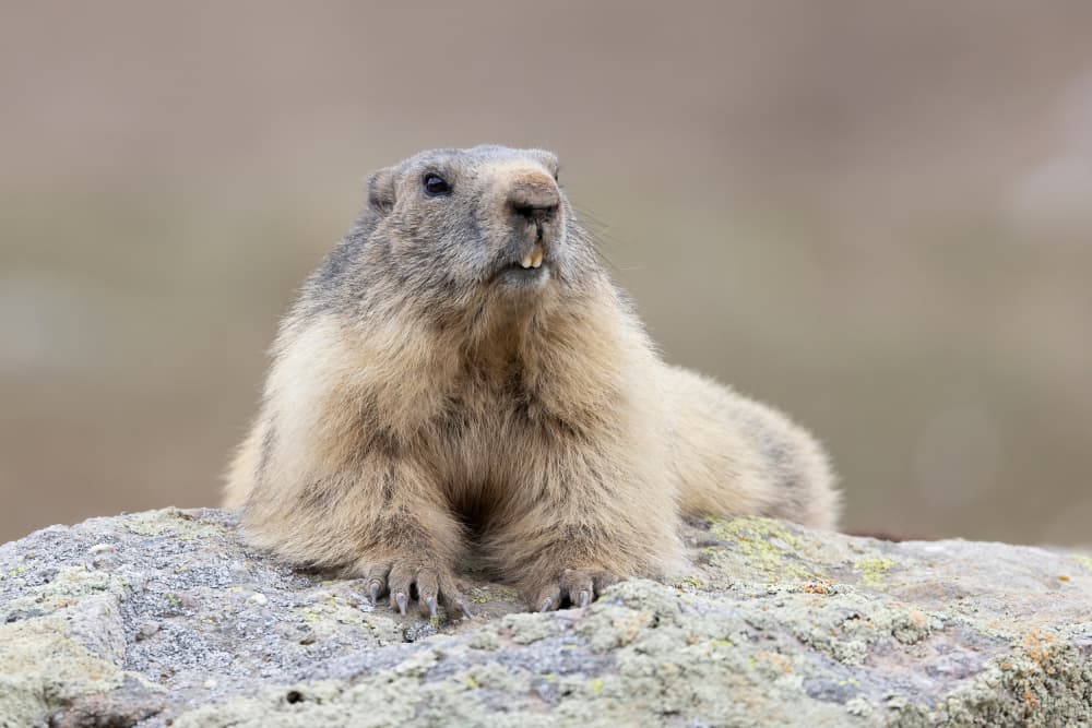 Watchful Alpine Marmot by Paolo Bolla — canvas wall art