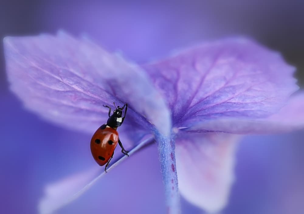 Ladybug on Violet Petal by Ellen van Deelen — canvas wall art
