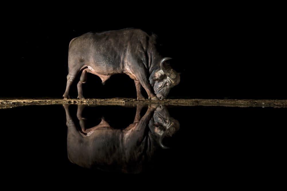 Dark Buffalo Reflection by Marco Pozzi — canvas wall art