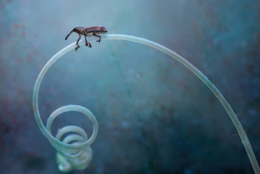 Weevil on Spiraling Tendril by Hendy Mp — canvas wall art