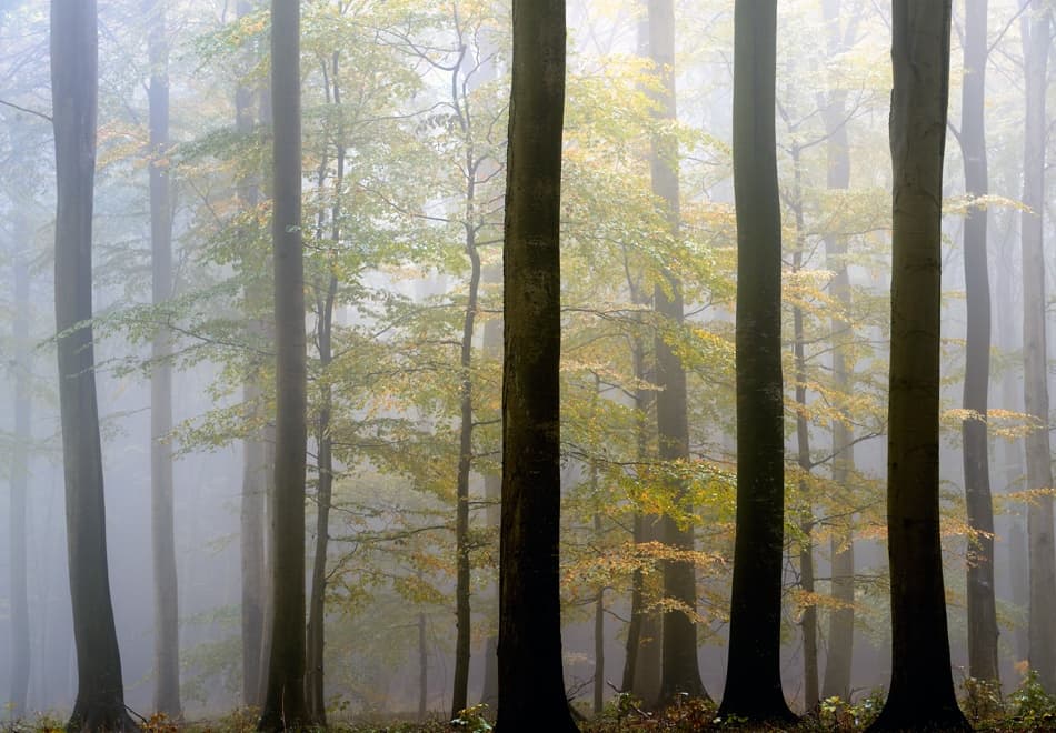 Misty Autumn Forest by Keller — canvas wall art