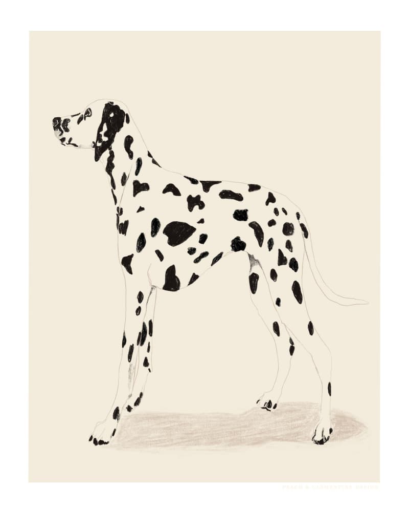 Pandc Dalmation by Jenny Liz Rome — canvas wall art