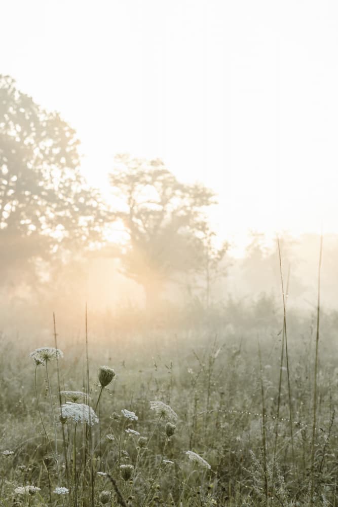 Misty Morning Field Glow by Aimee Giles — canvas wall art