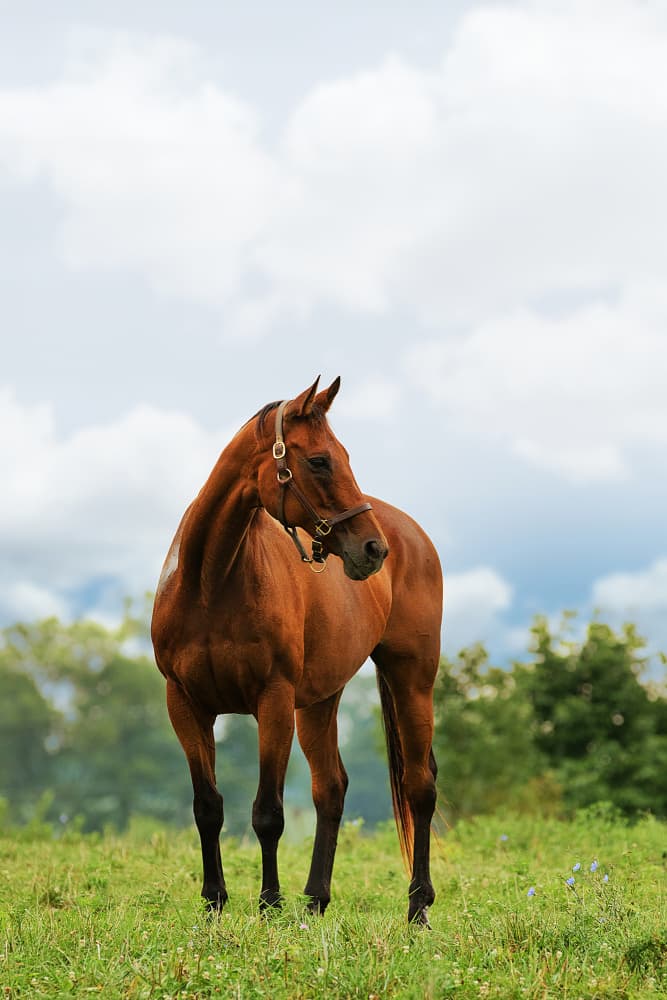 Majestic Chestnut Horse