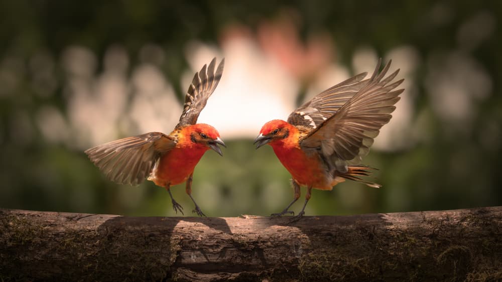 Red Bird Confrontation by tianhuayu — canvas wall art