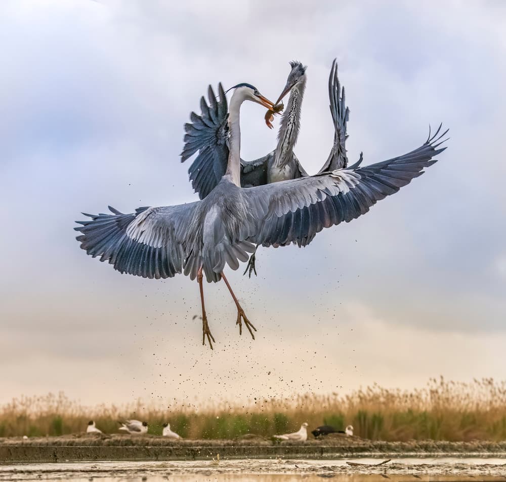 Herons Battle Over Prey by Judy Tseng — canvas wall art