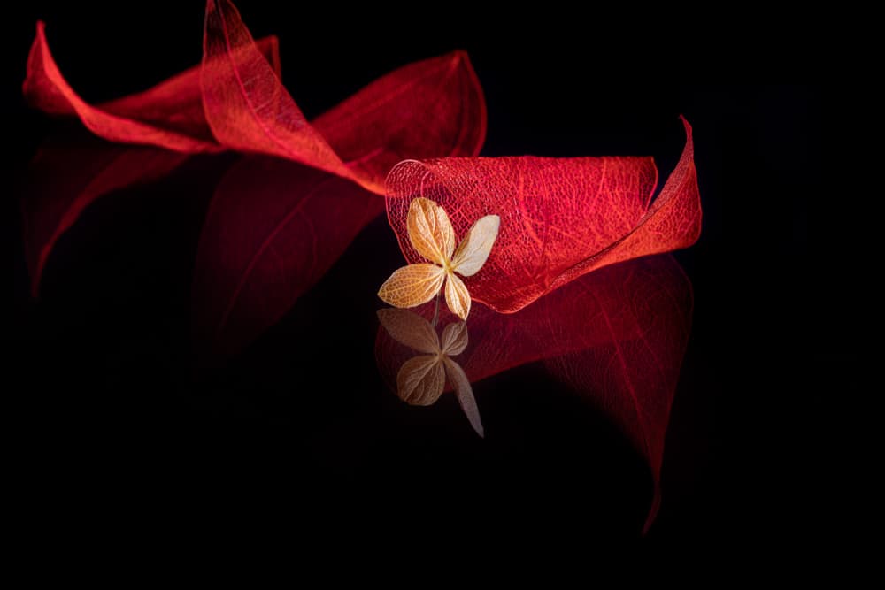 Red Petal Reflection by Igor Kopcev — canvas wall art
