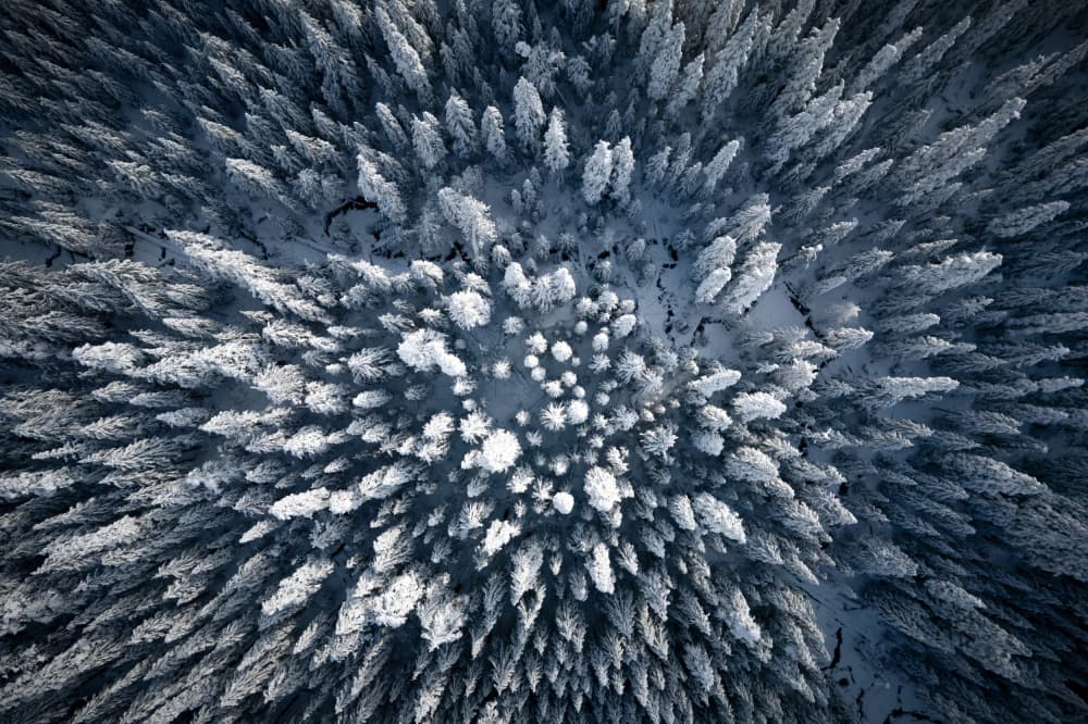 Snowy Forest Canopy by Qijia Li — canvas wall art