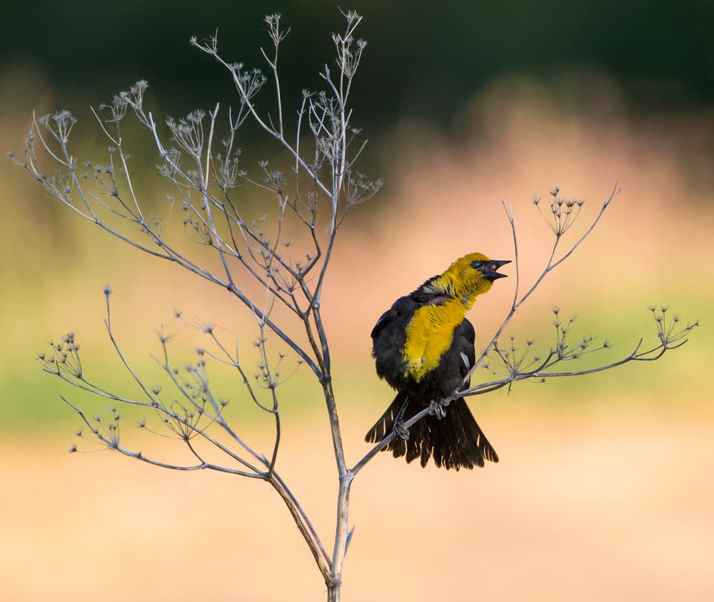 Golden-Headed Songbird by verdon — canvas wall art