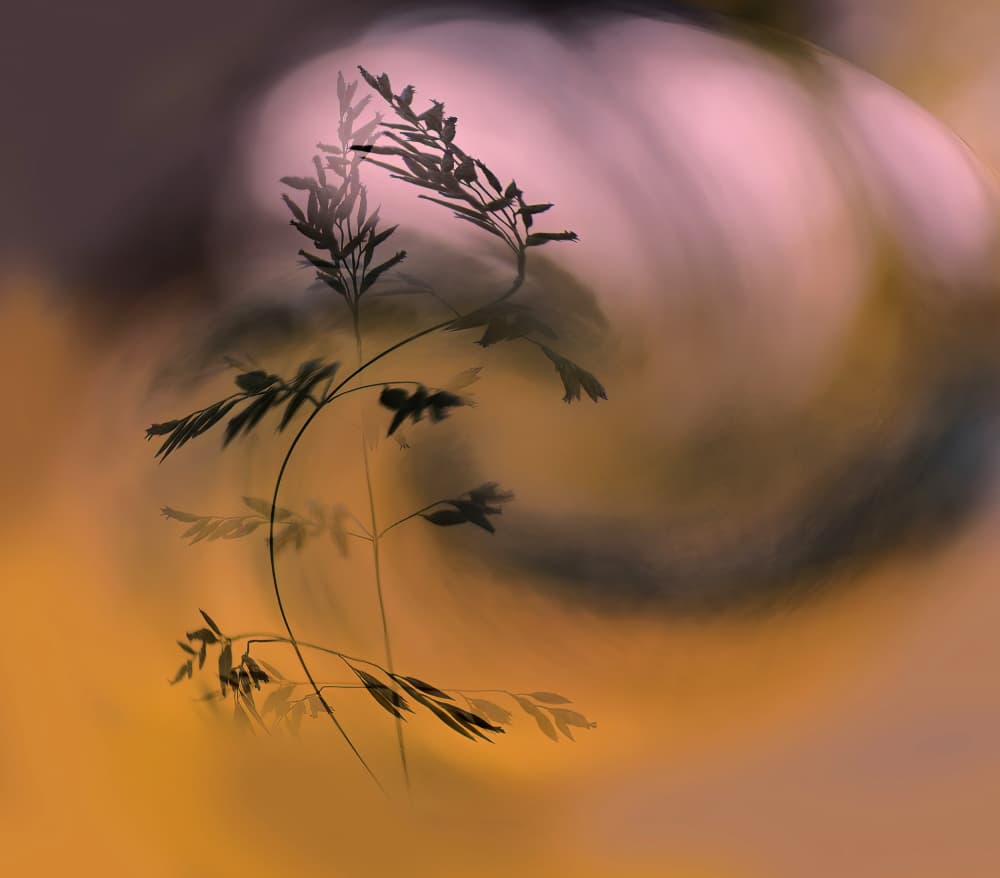 Dreamy Plant Silhouette by Ylva Sjögren — canvas wall art