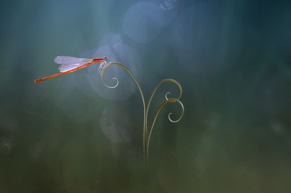 Red Damselfly on Curved Stem by Edy Pamungkas — canvas wall art