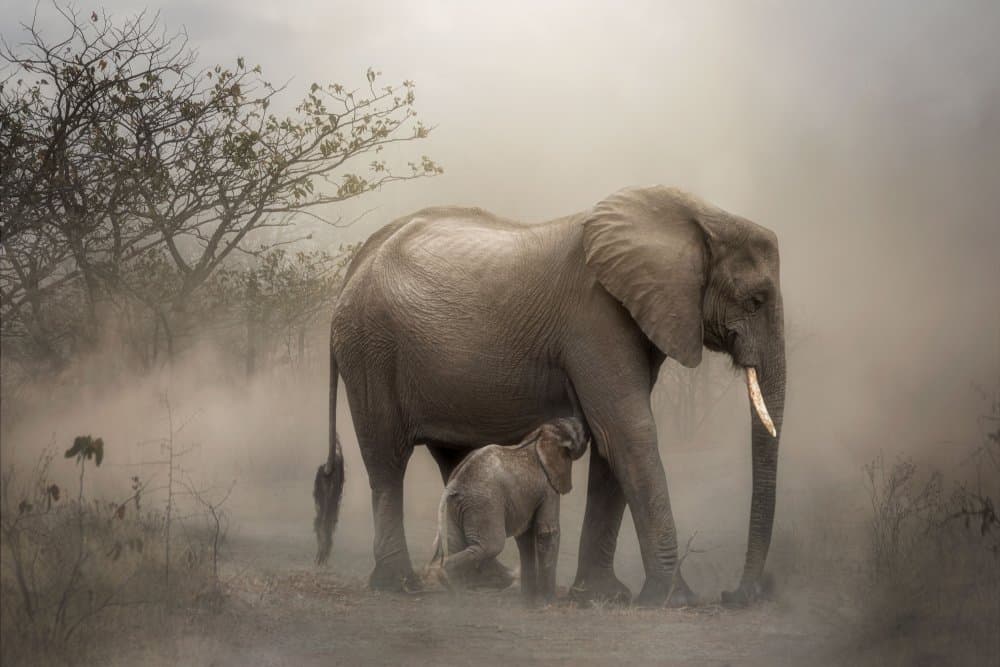 Dusty Elephant Bond by Charlaine Gerber — canvas wall art