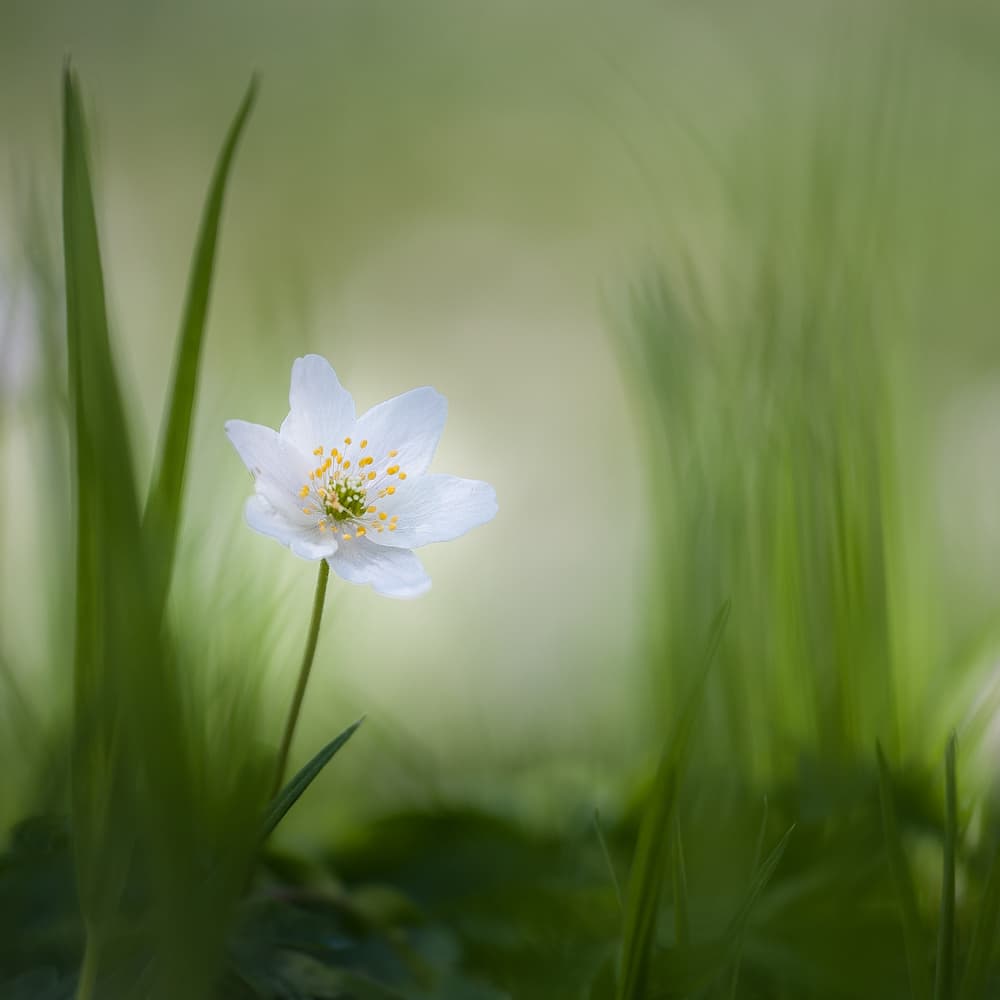 Gentle Spring Bloom by Piet Haaksma — canvas wall art