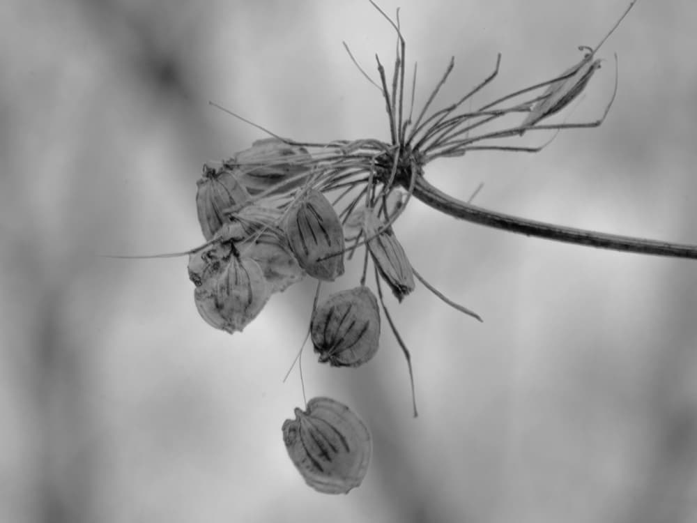 Delicate Seed Pods by Ankie Kooi — canvas wall art