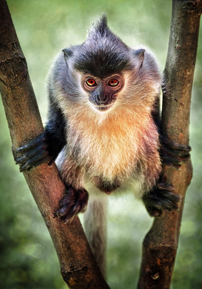 Red Eyed Primate by Peter Davidson — canvas wall art