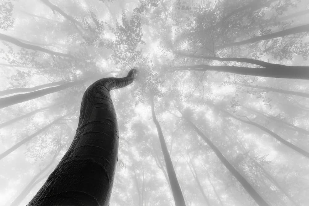 Misty Forest Upward by Tom Pavlasek — canvas wall art