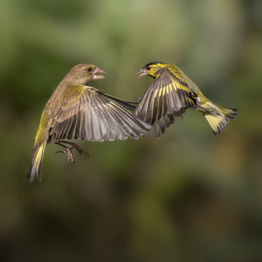 Greenfinch Siskin Flight by Cristiano Giani — canvas wall art