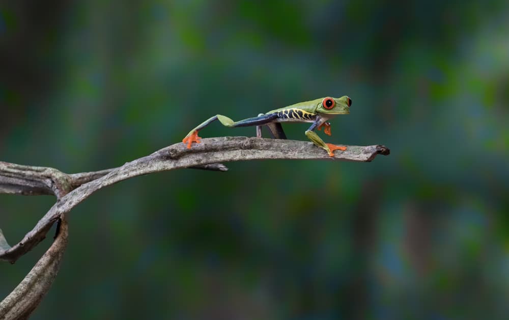 Vibrant Red-Eyed Tree Frog by Sheila Xu — canvas wall art