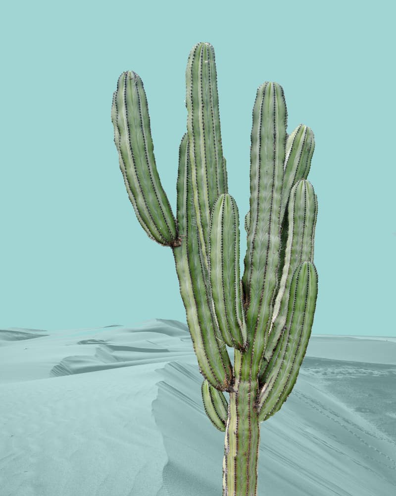 Desert Cactus Teal Sky by Bronwyn Baker — canvas wall art