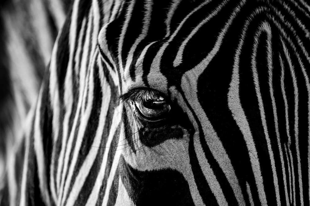 Zebra Eye Detail by Roy Darnell — canvas wall art