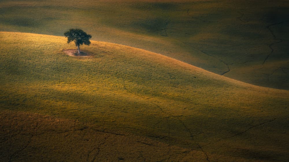 Golden Hillside Tree by Thomas de Franzoni — canvas wall art