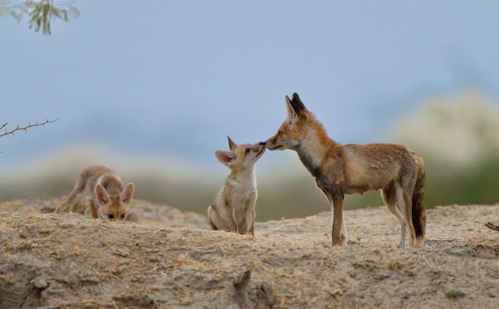 Desert Fox Nuzzle by Manish Nagpal — canvas wall art