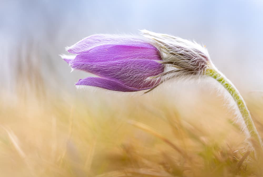 Purple Pasqueflower Bloom by Ulrike Eisenmann — canvas wall art