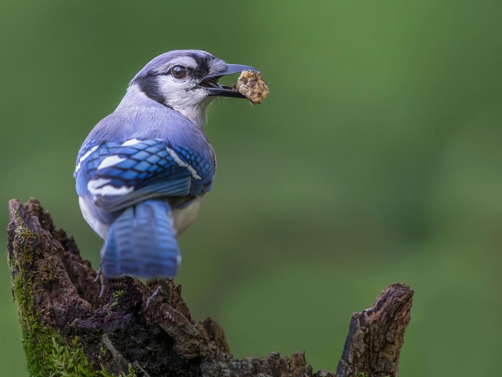 Blue Jay Snack by Greg Barsh — canvas wall art