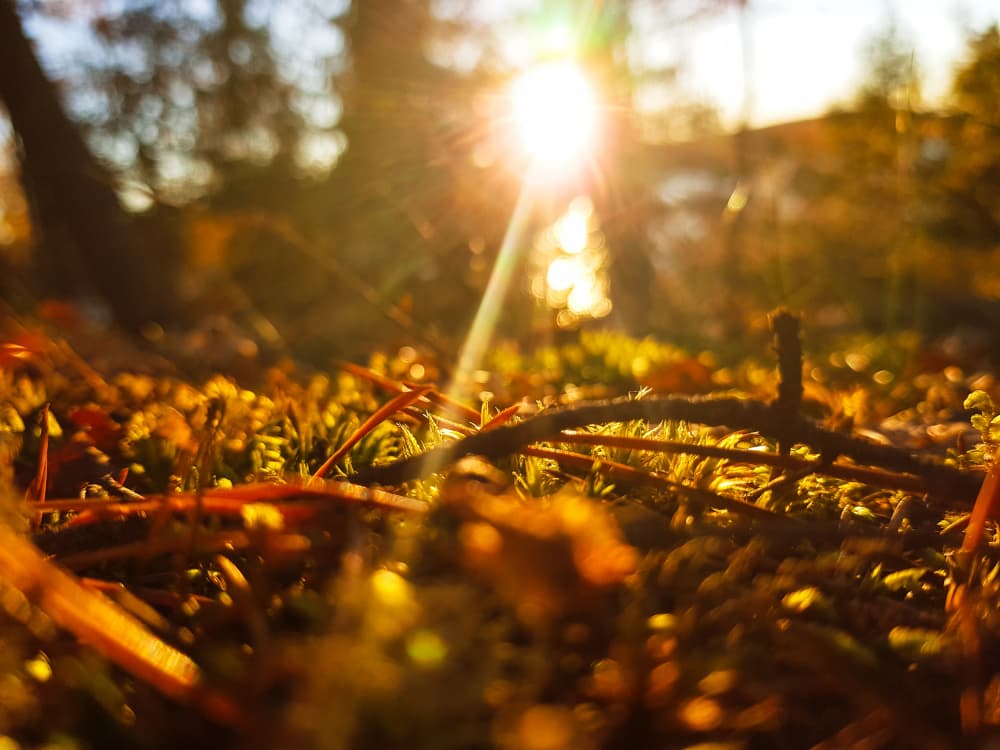 Golden Autumn Glow by Olea Huuska — canvas wall art