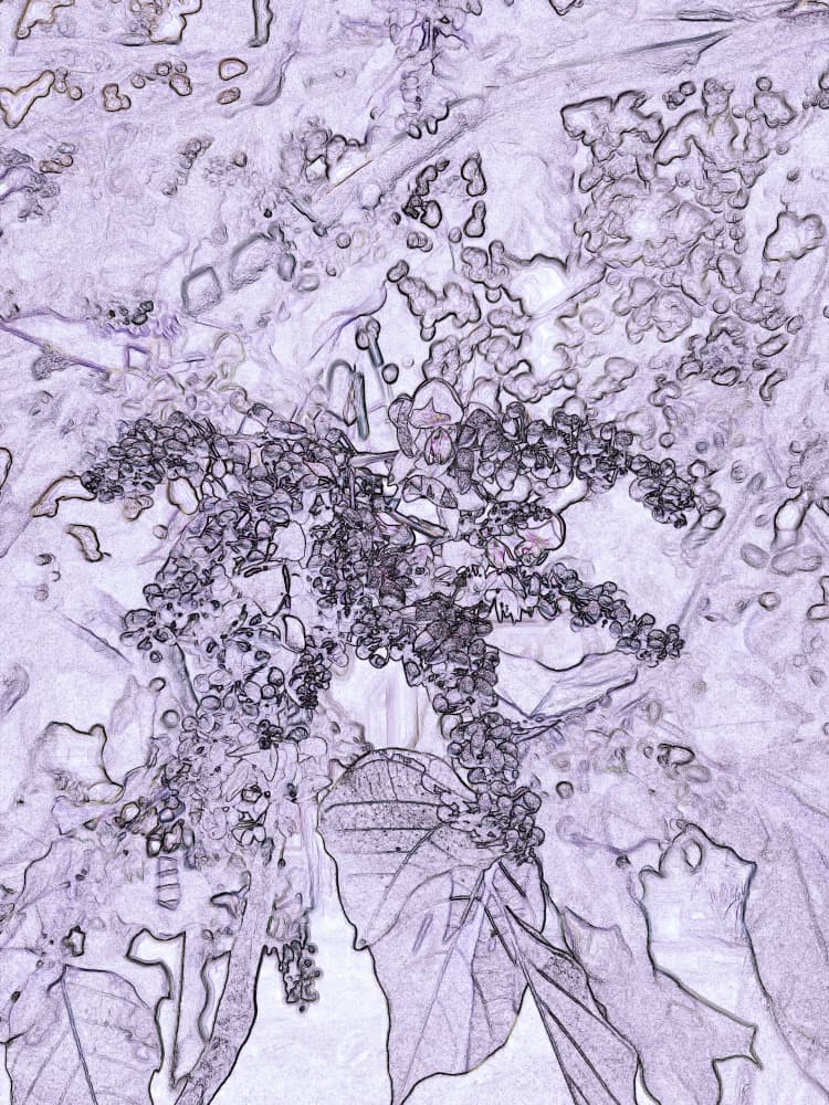 Delicate Berry Sketch by Santhosh ch — canvas wall art