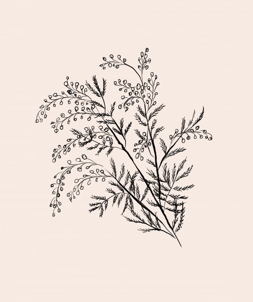 Acacia Botanical Branch