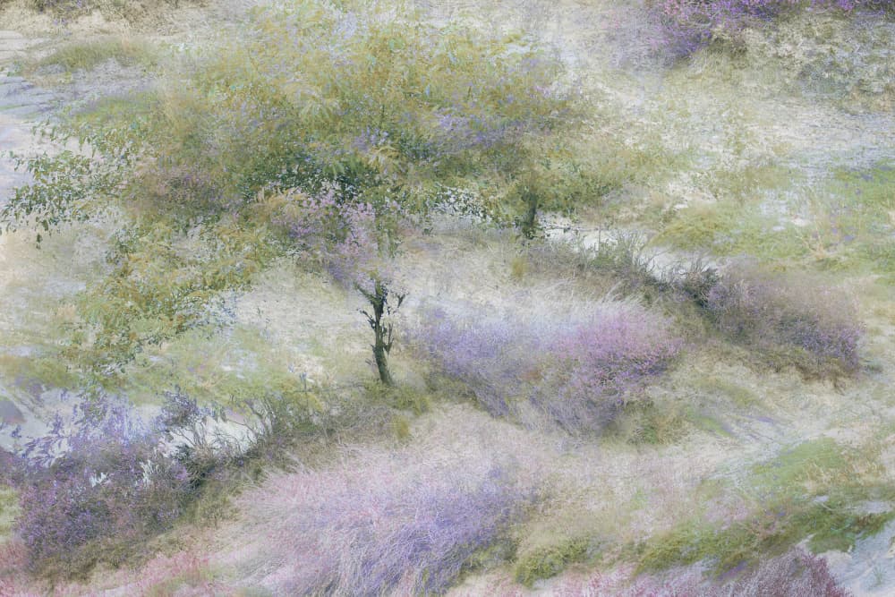 Flowering heather by Nel Talen — canvas wall art