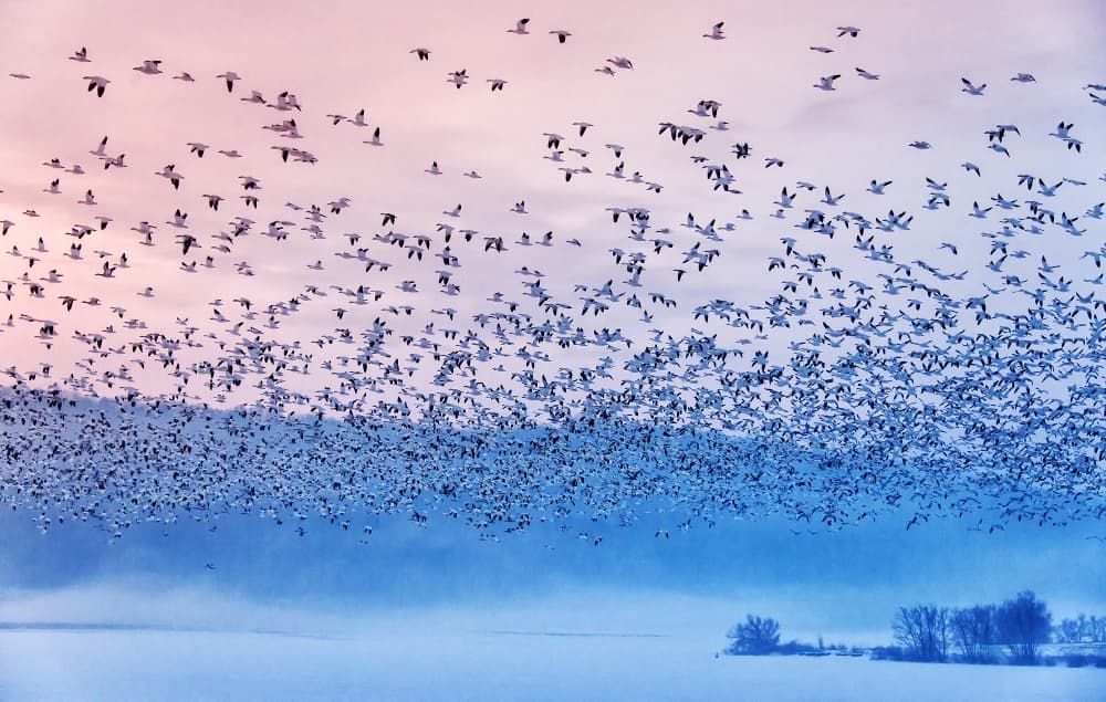 Snow Geese Dawn Flight by Rob Li — canvas wall art