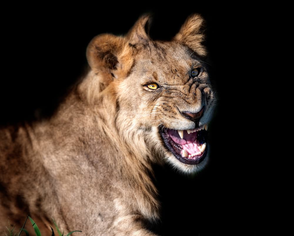 Fierce Lion Snarl by Jie Fischer — canvas wall art