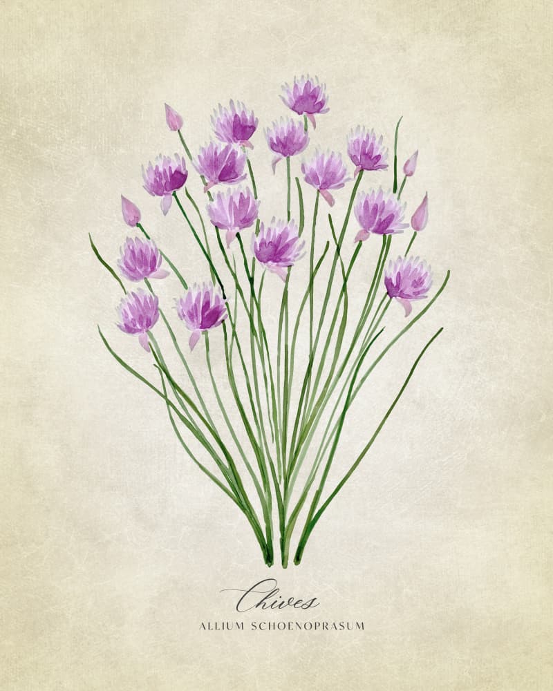 Fresh Chives Bloom by Rosana Laiz Blursbyai — canvas wall art
