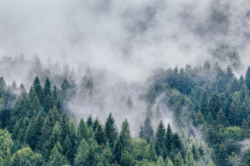 Misty Mountain Forest by Angyalosi Beáta — canvas wall art