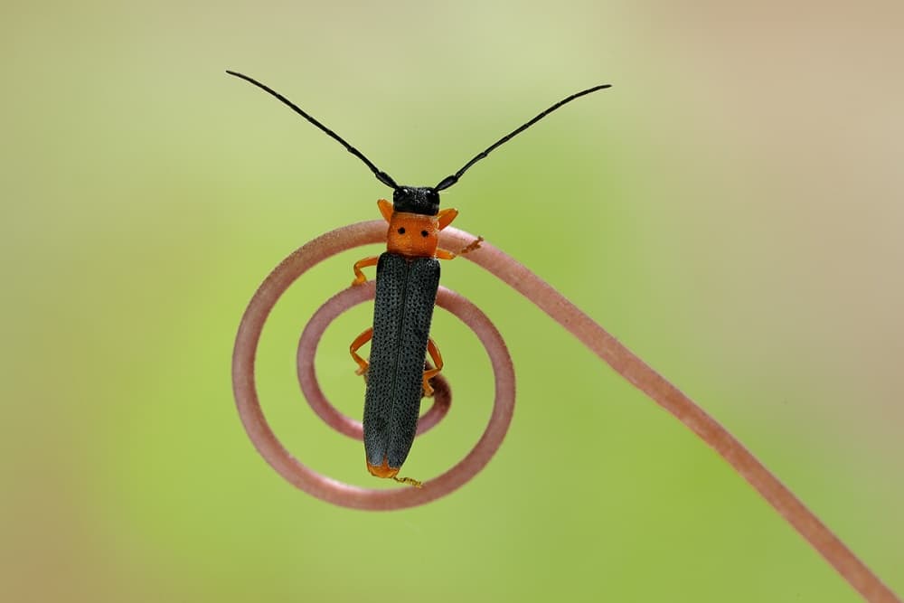 Orange Beetle on Spiral by Roberto Marini — canvas wall art