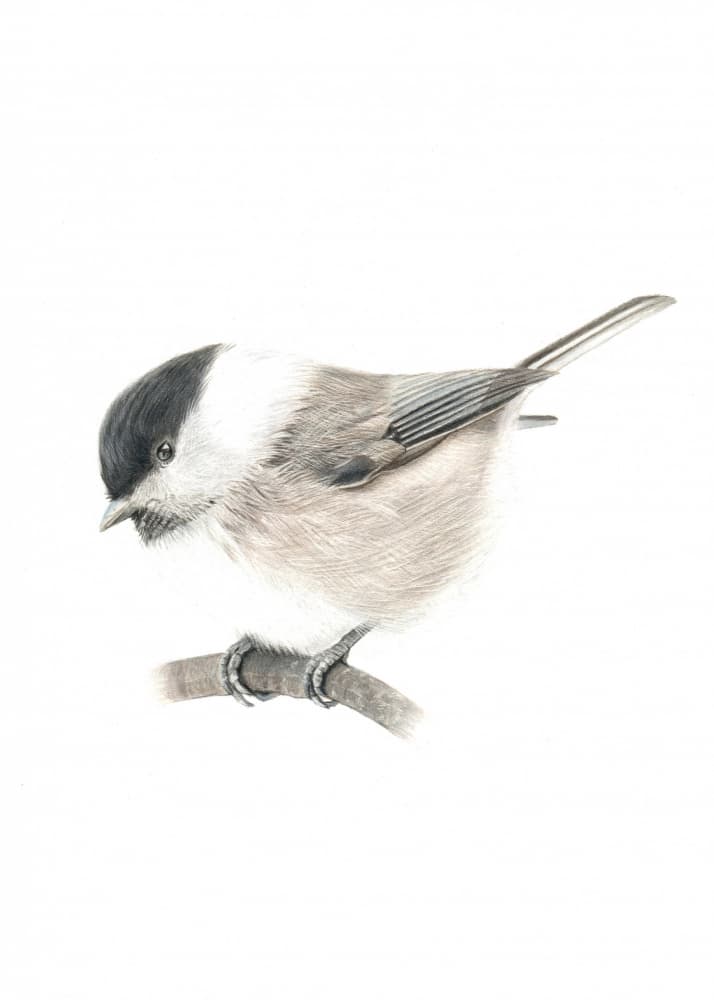 Little Black-Capped Tit by Angelica Diehn — canvas wall art
