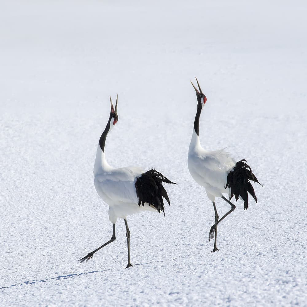 Red-Crowned Cranes Dance by Raymond Ren Rong Liu — canvas wall art