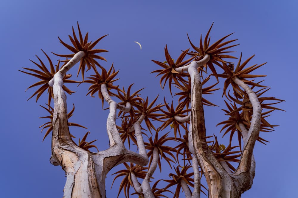 Crescent Moon Quiver Trees by Grant Hou — canvas wall art