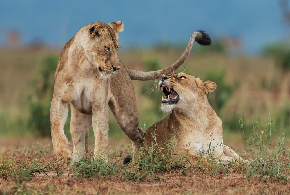 African Lionesses Roar by Giuseppe DAmico — canvas wall art