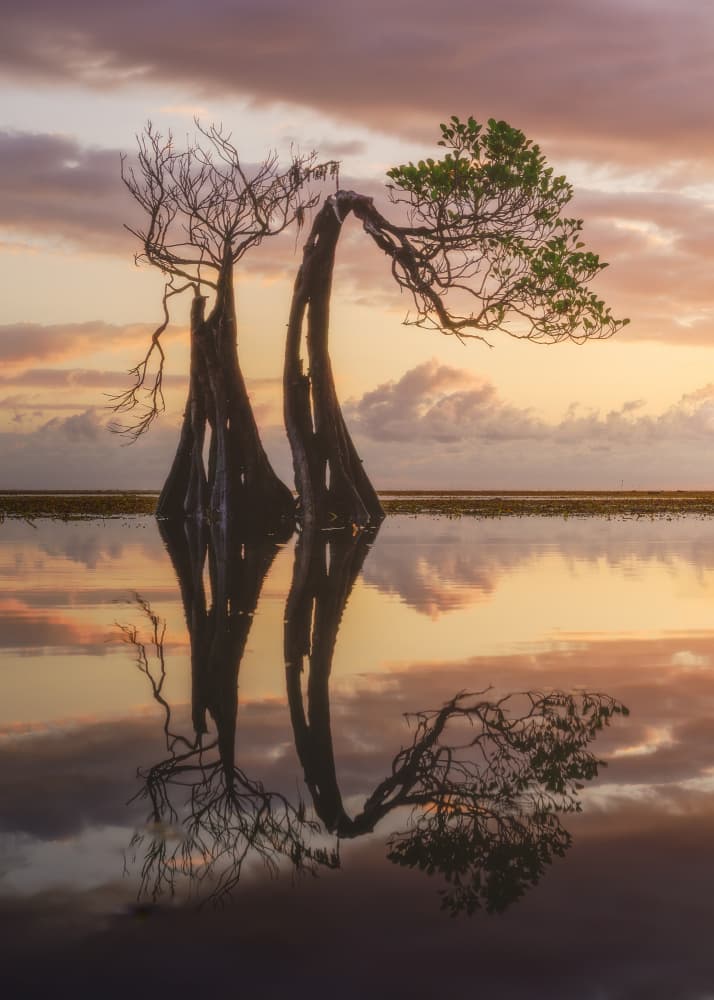 Tranquil Mangrove Sunset by Dmitry Razr — canvas wall art