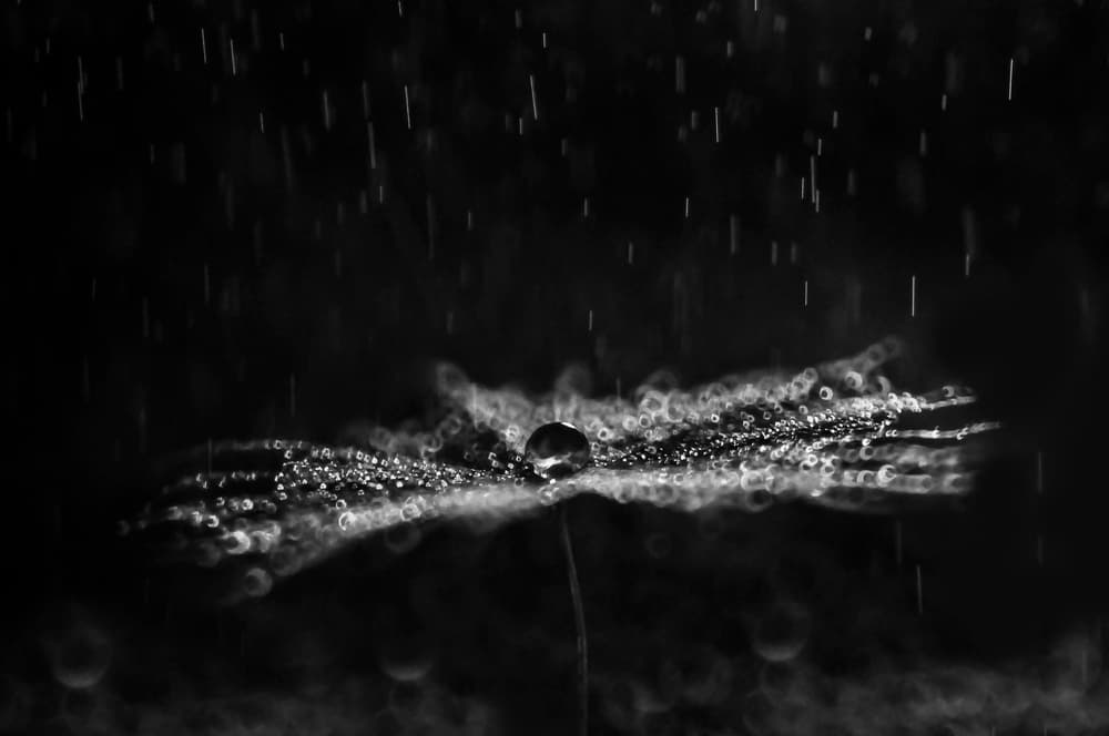 Rainy Dandelion Seed by Ivelina Blagoeva — canvas wall art