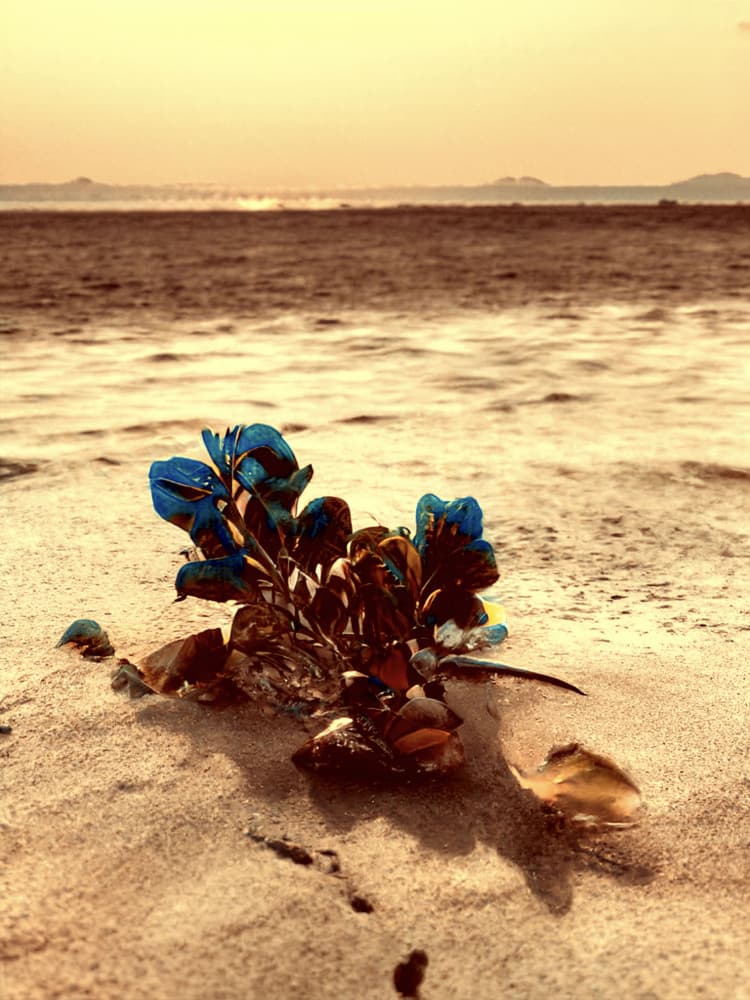 Blue Blooms Beach Sunset by Santhosh ch — canvas wall art