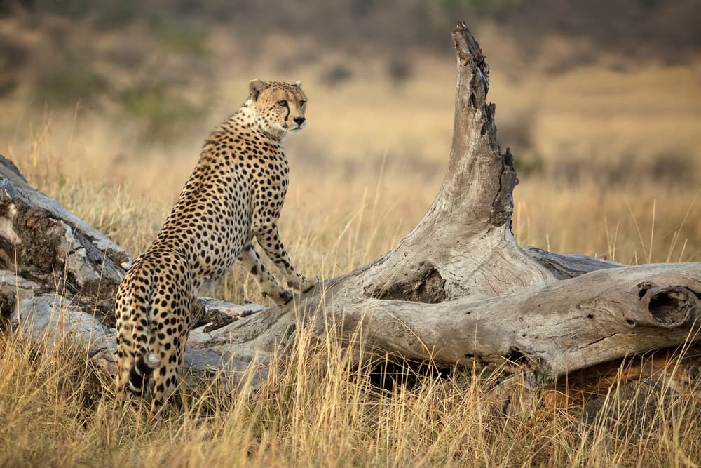 Alert Cheetah Lookout by Renee Doyle — canvas wall art