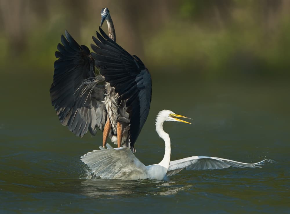 Heron and Egret Water Struggle by Alex Li — canvas wall art