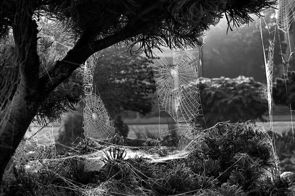 Delicate Morning Webs by Henk van Maastricht — canvas wall art