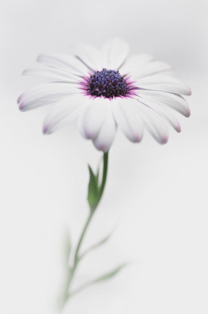 White Daisy Bloom by Antonio Grambone — canvas wall art